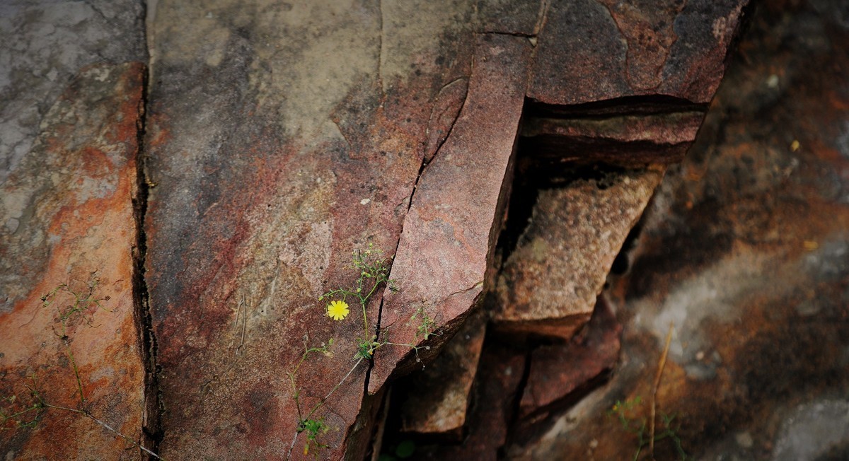 2024作品回顾贴/动植物篇