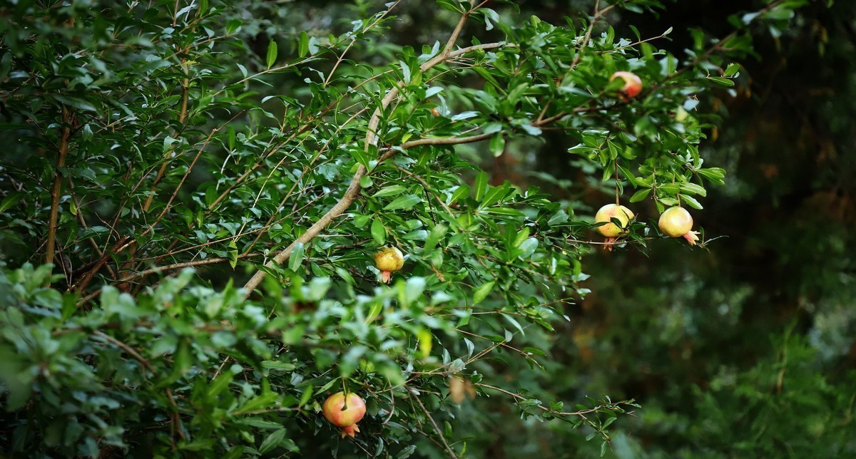2024作品回顾贴/动植物篇