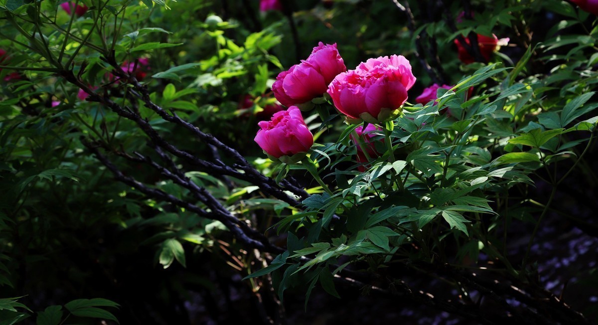 2024作品回顾贴/动植物篇