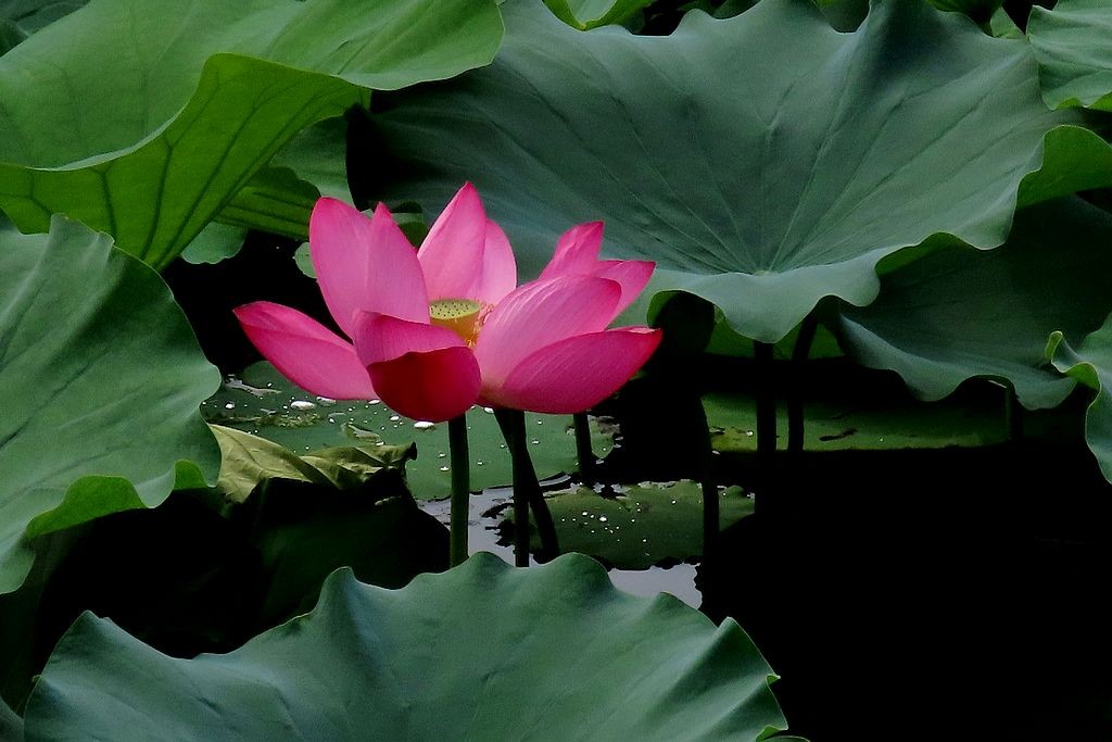 2024作品回顾贴/动植物篇