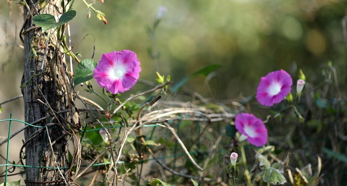 2024作品回顾贴/动植物篇