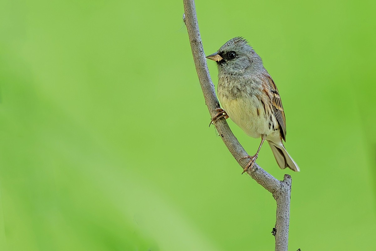 2024年帝都公园觅鸟之收获