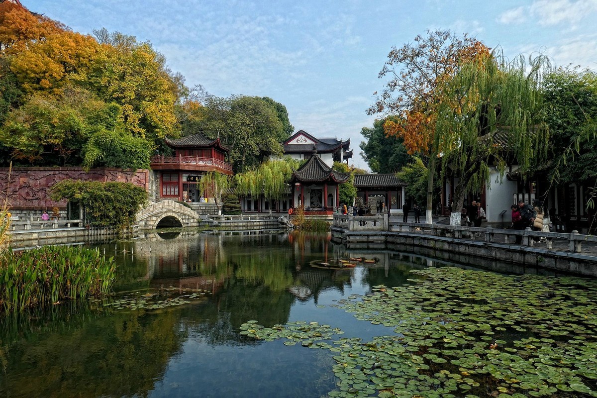 黄鹤楼的银杏树