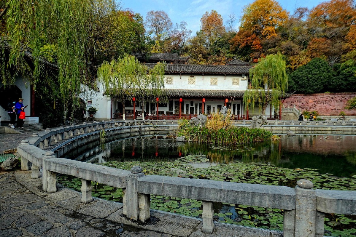 黄鹤楼的银杏树