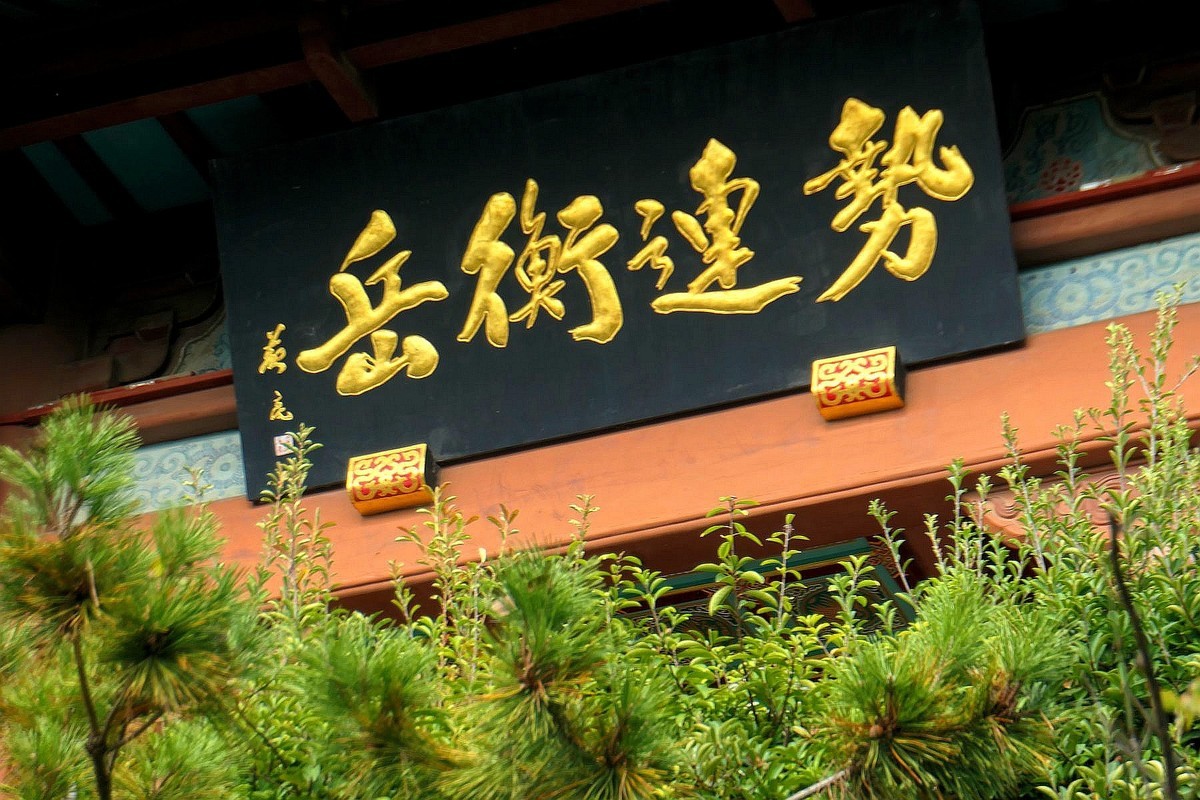 黄鹤楼的银杏树