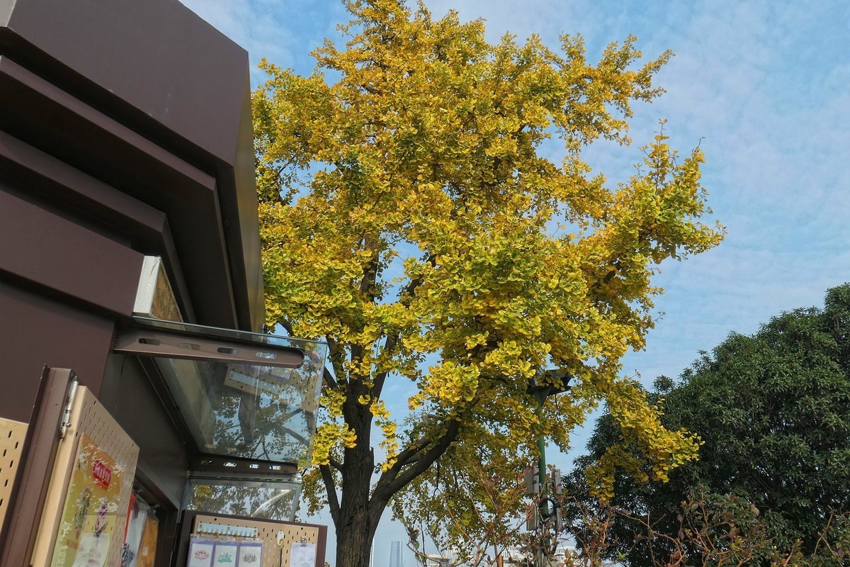 黄鹤楼的银杏树