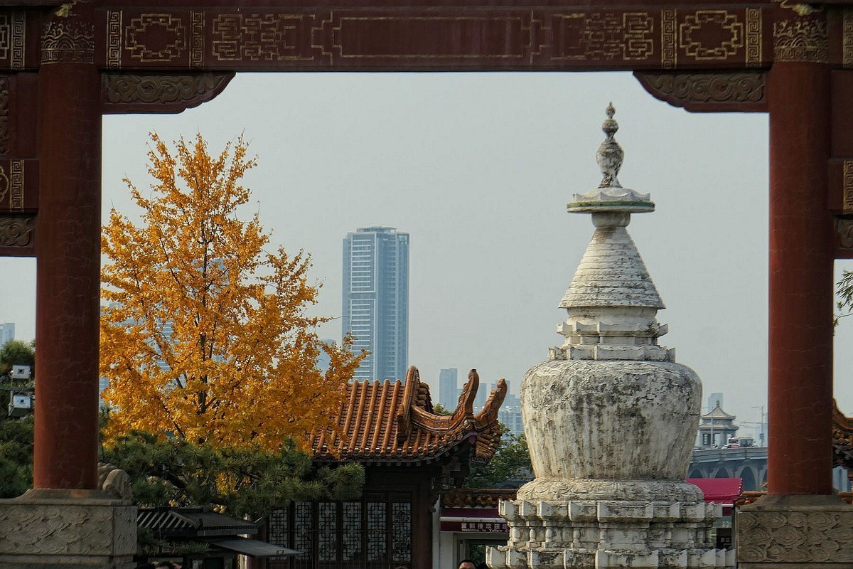 黄鹤楼的银杏树