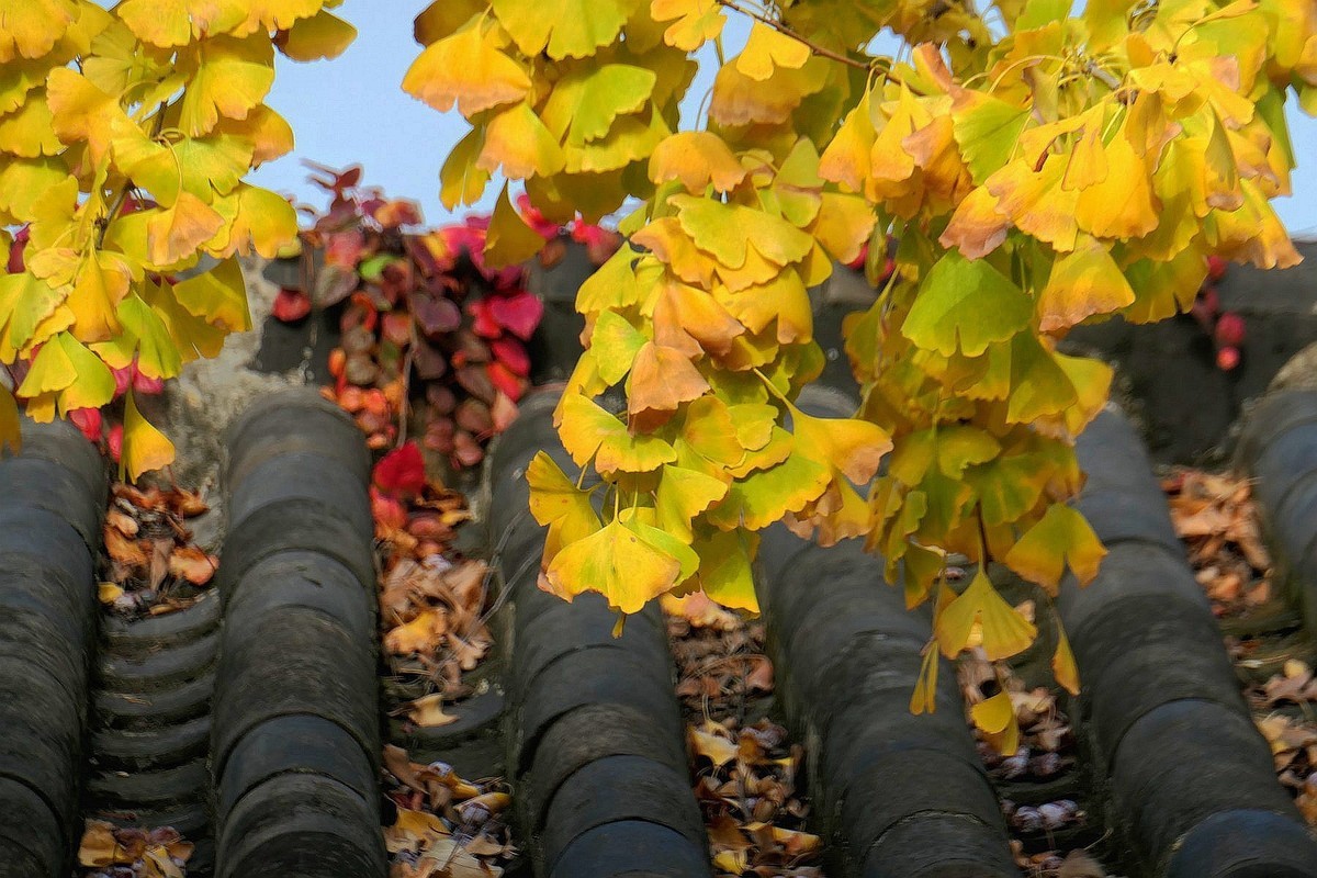 黄鹤楼的银杏树