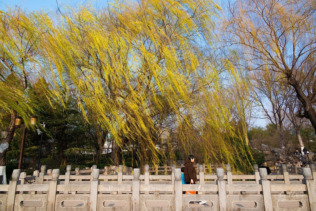 冬日大明湖（2）