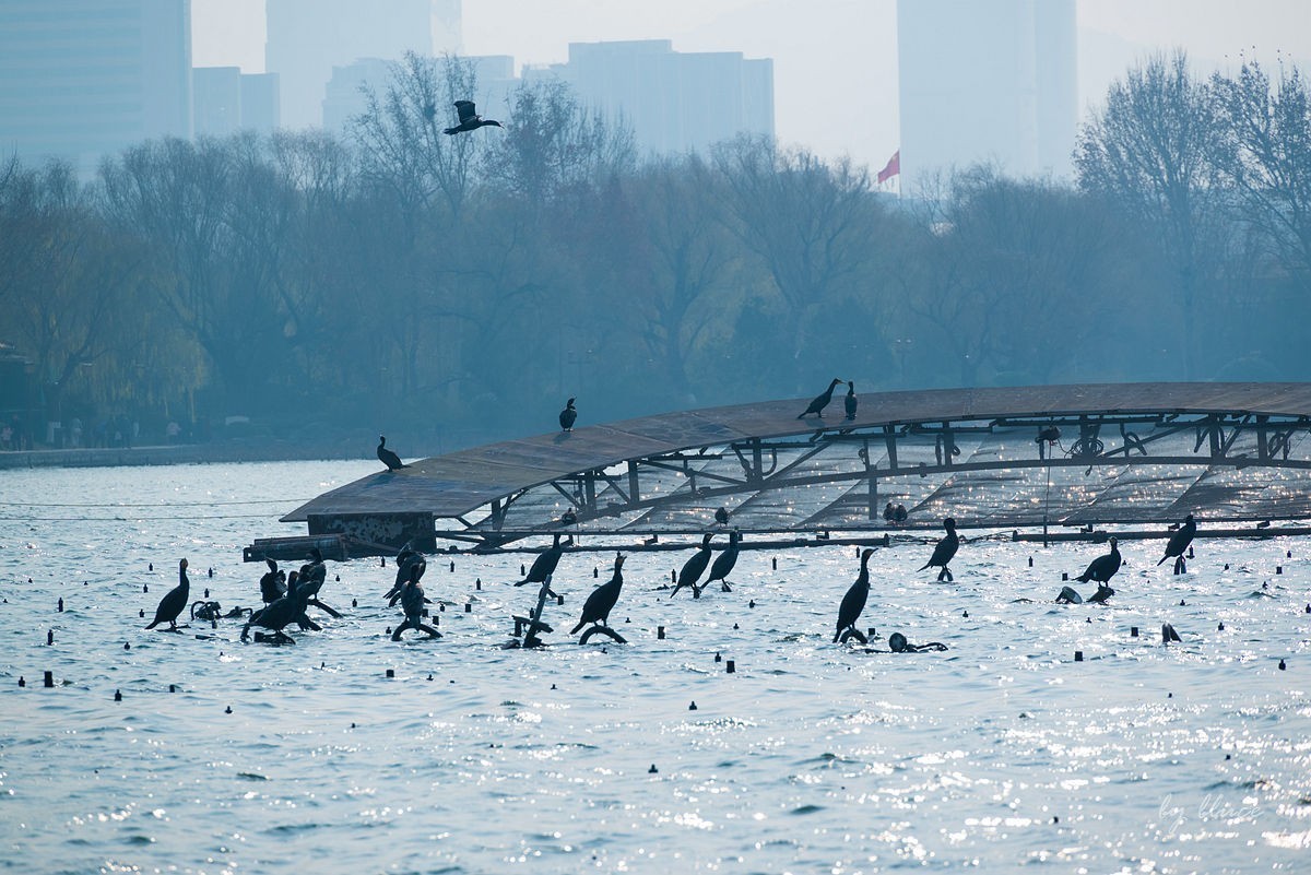 冬日大明湖（2）