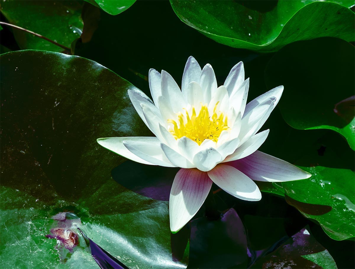 花                                   卉