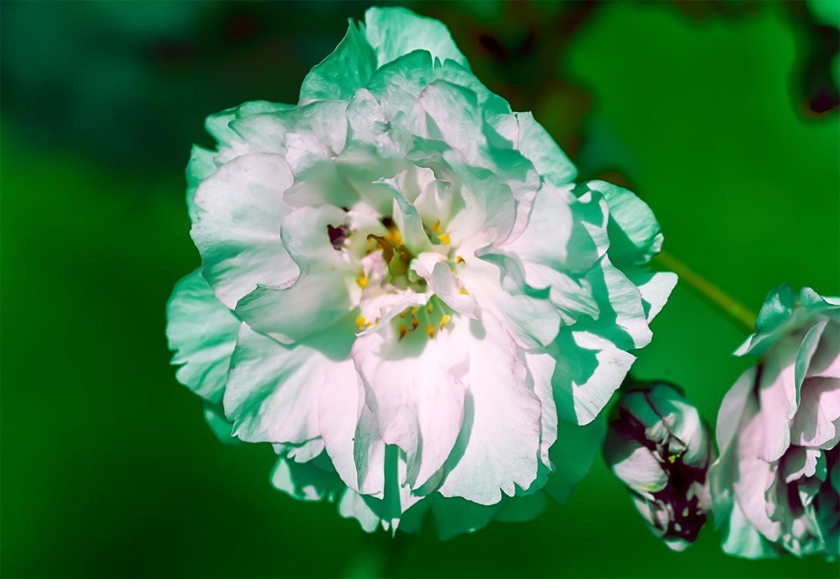 花                                   卉