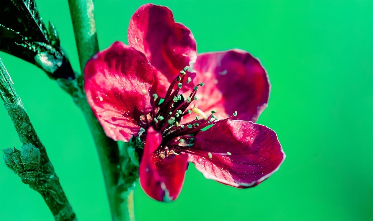 花                                   卉