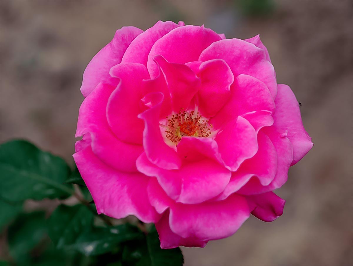 花                                   卉