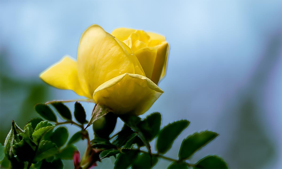 花                                   卉