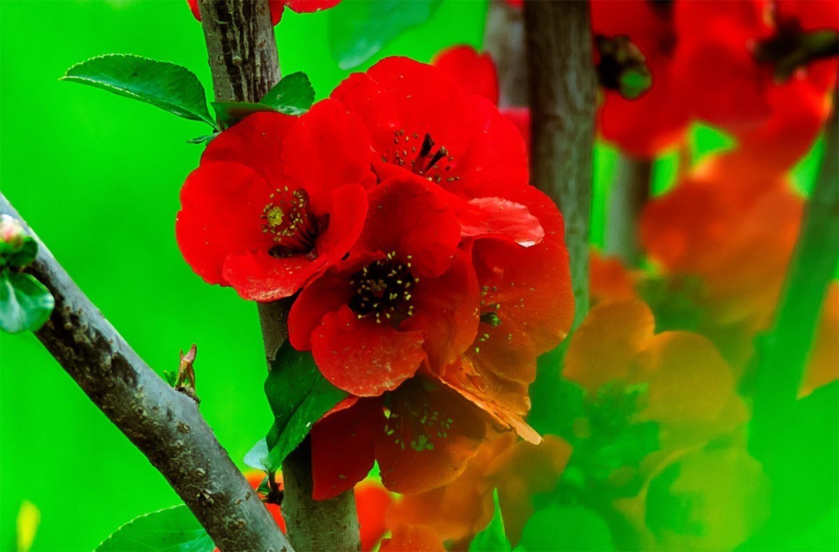 花                                   卉