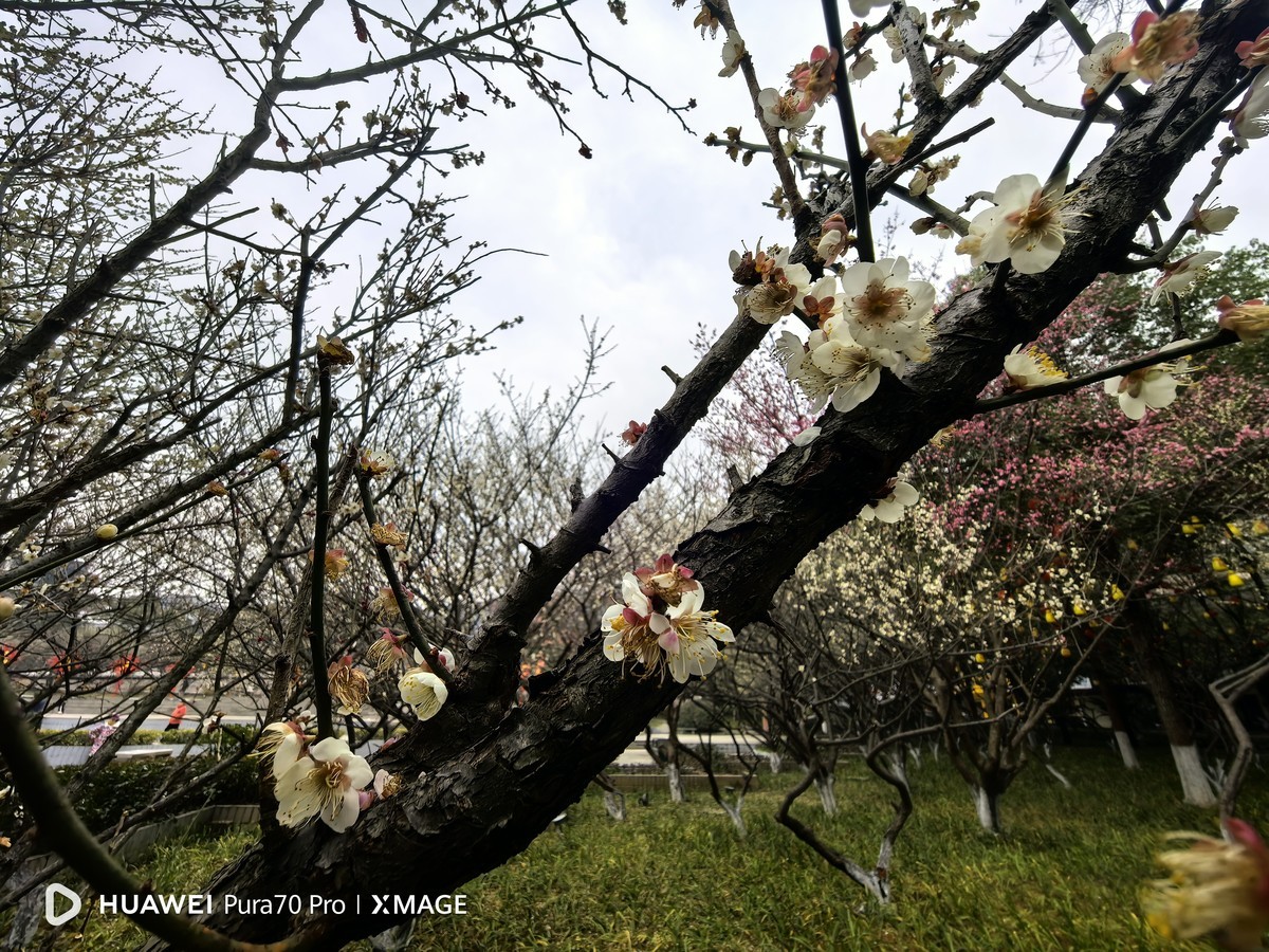 梅花怒放