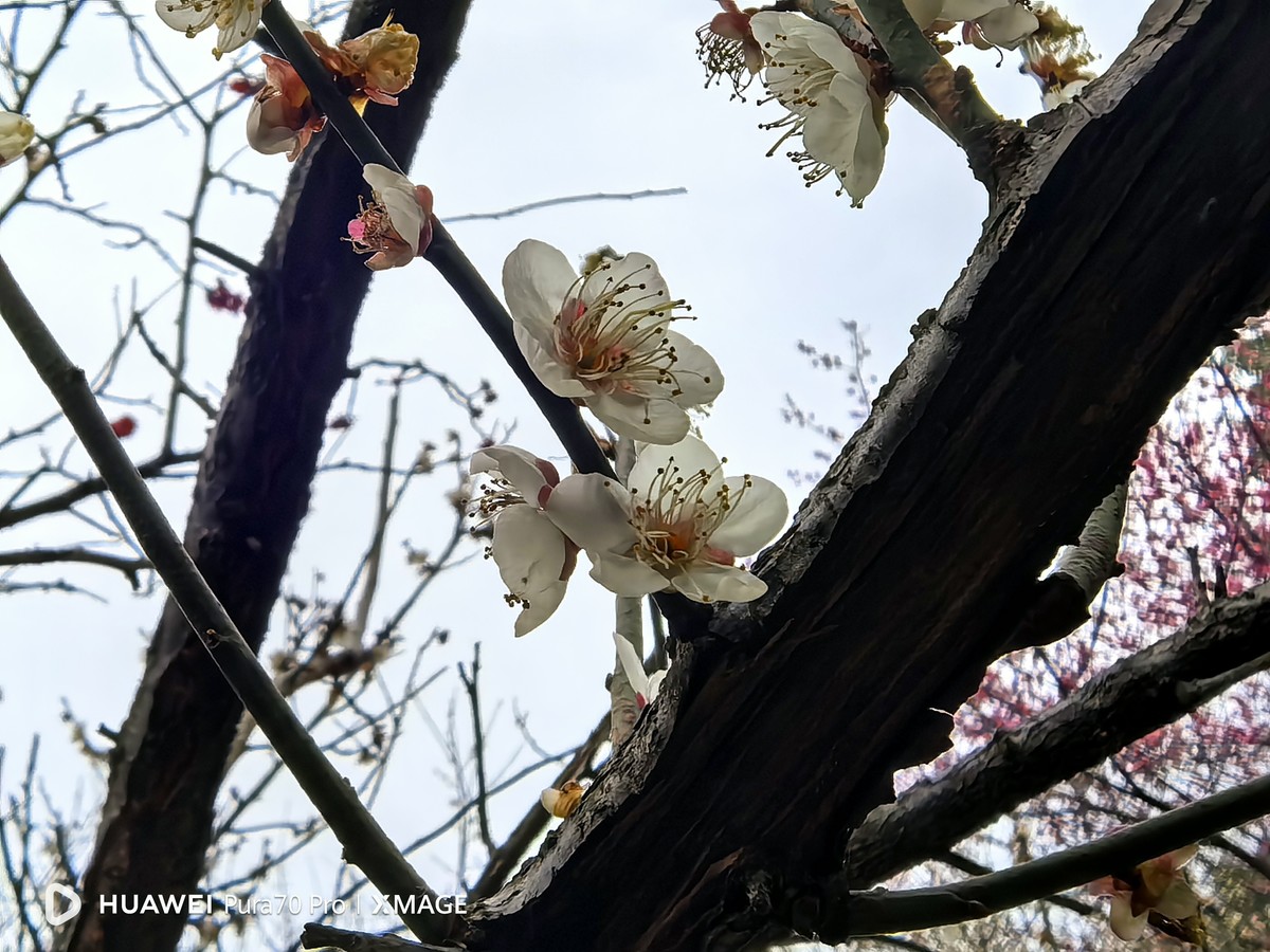 梅花怒放