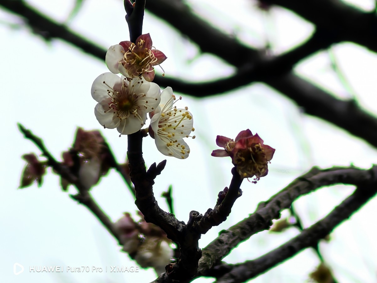 梅花怒放