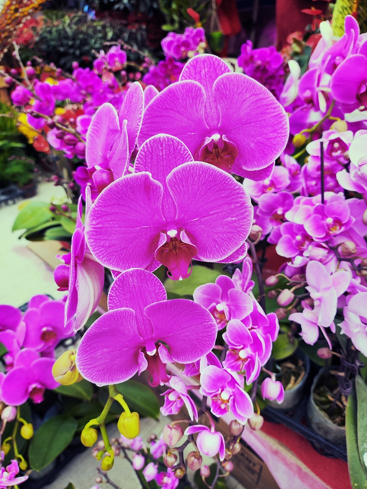 2025苏村迎春花市