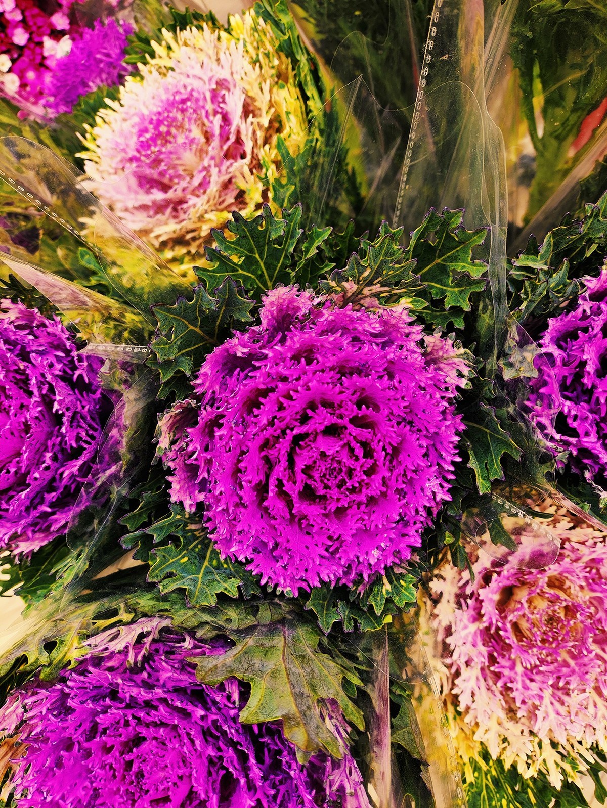 2025苏村迎春花市