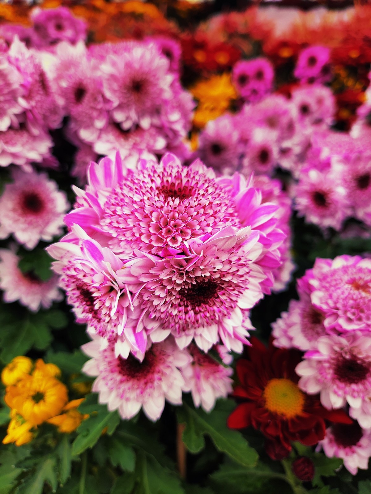 2025苏村迎春花市