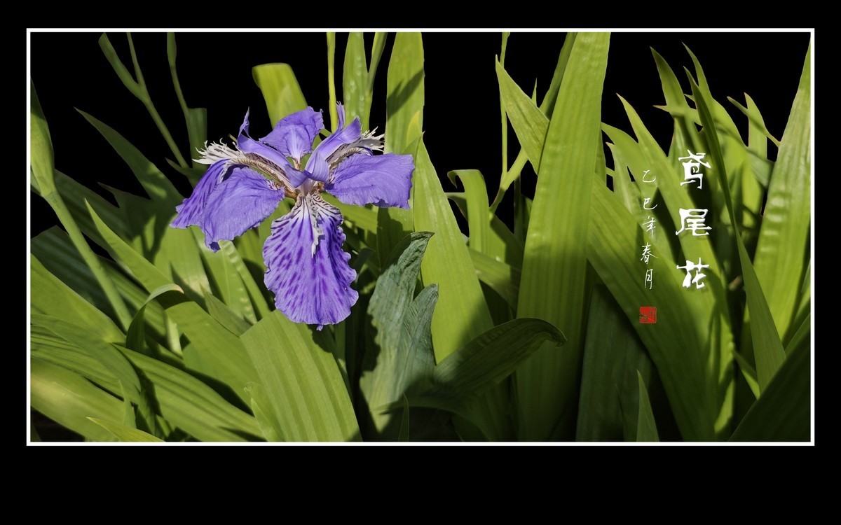 紫蝶翩翩飞草尖的鸢尾花