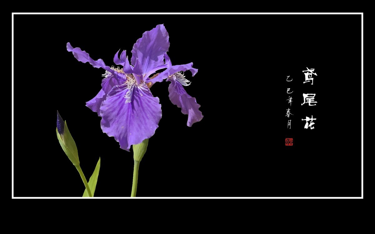 紫蝶翩翩飞草尖的鸢尾花