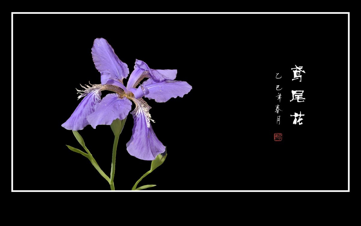 紫蝶翩翩飞草尖的鸢尾花