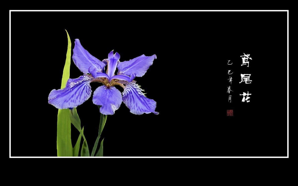 紫蝶翩翩飞草尖的鸢尾花