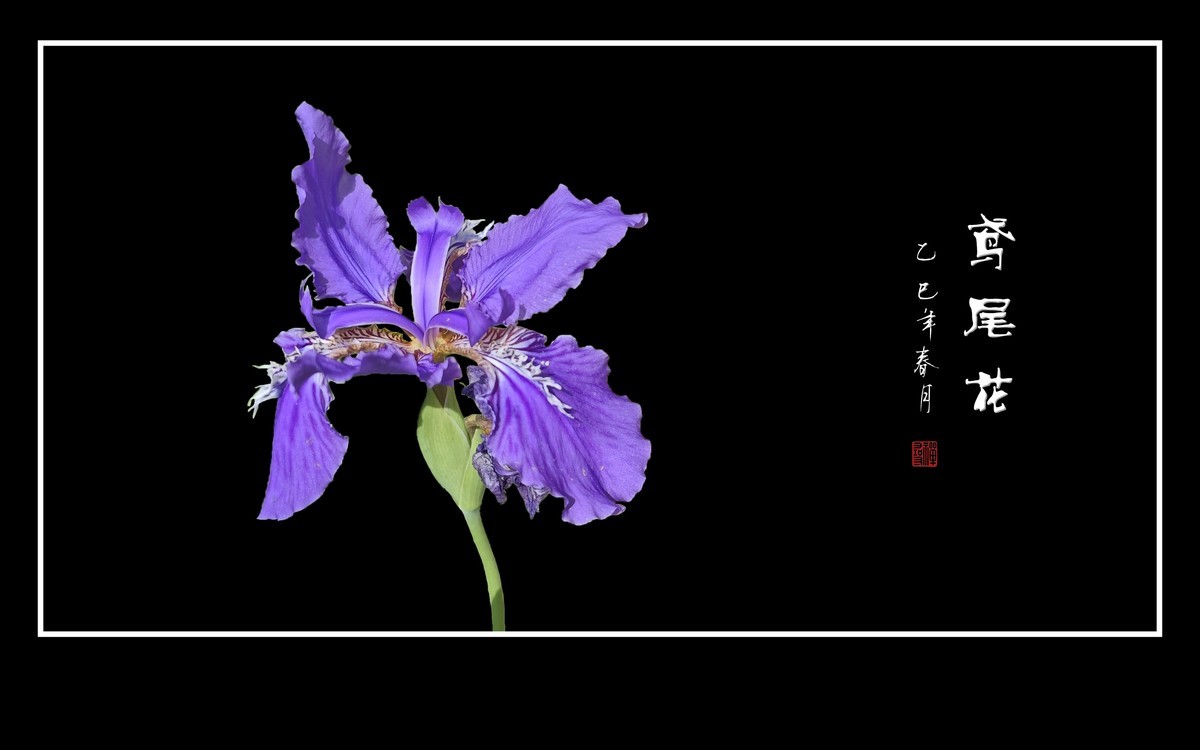 紫蝶翩翩飞草尖的鸢尾花