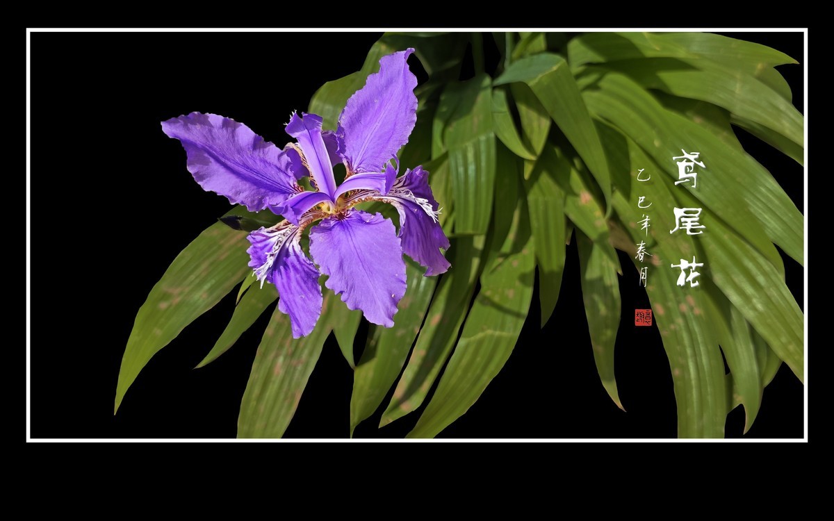 紫蝶翩翩飞草尖的鸢尾花