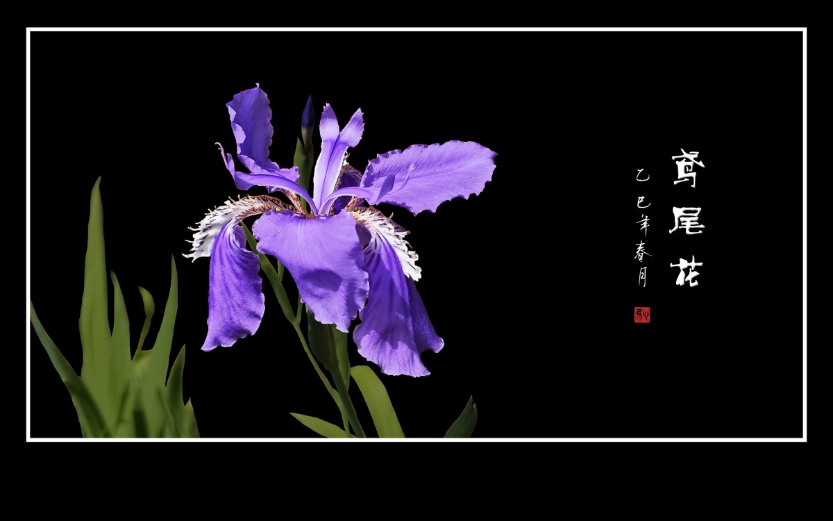 紫蝶翩翩飞草尖的鸢尾花