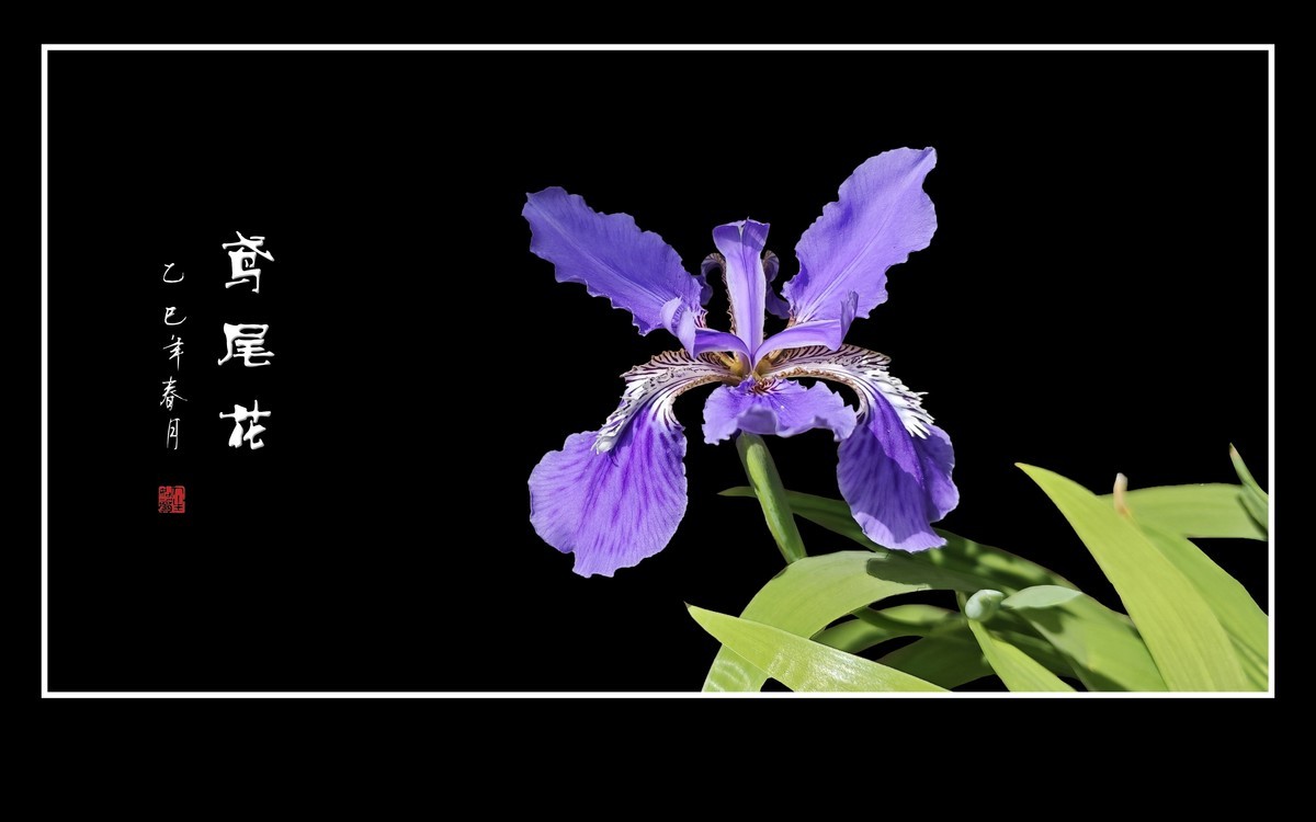 紫蝶翩翩飞草尖的鸢尾花