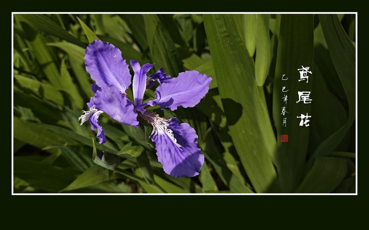 紫蝶翩翩飞草尖的鸢尾花