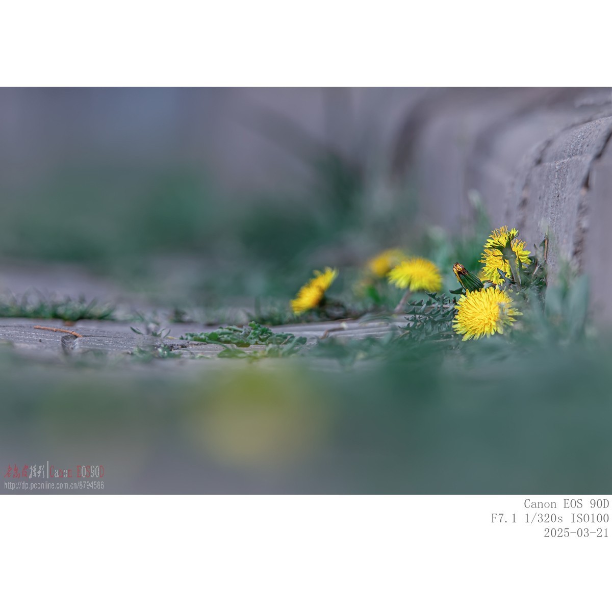 即将过季的迎春花