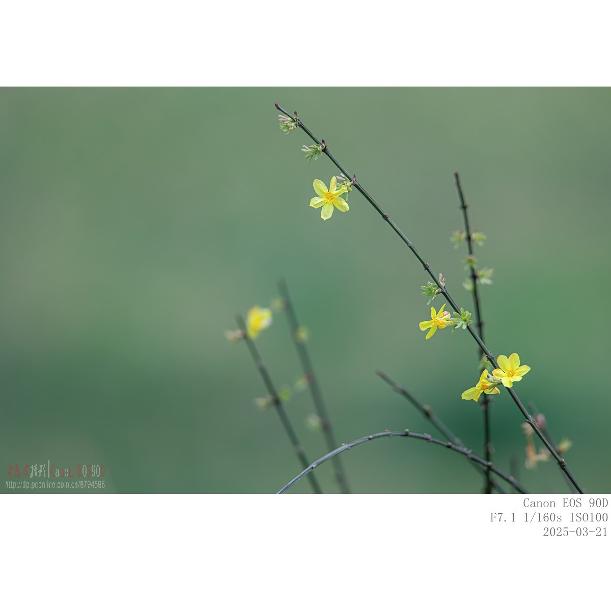 即将过季的迎春花