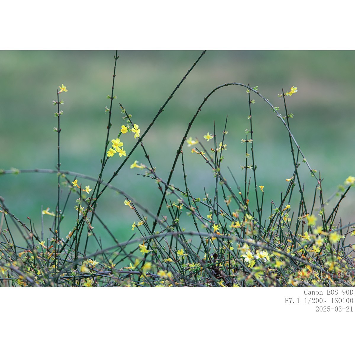 即将过季的迎春花