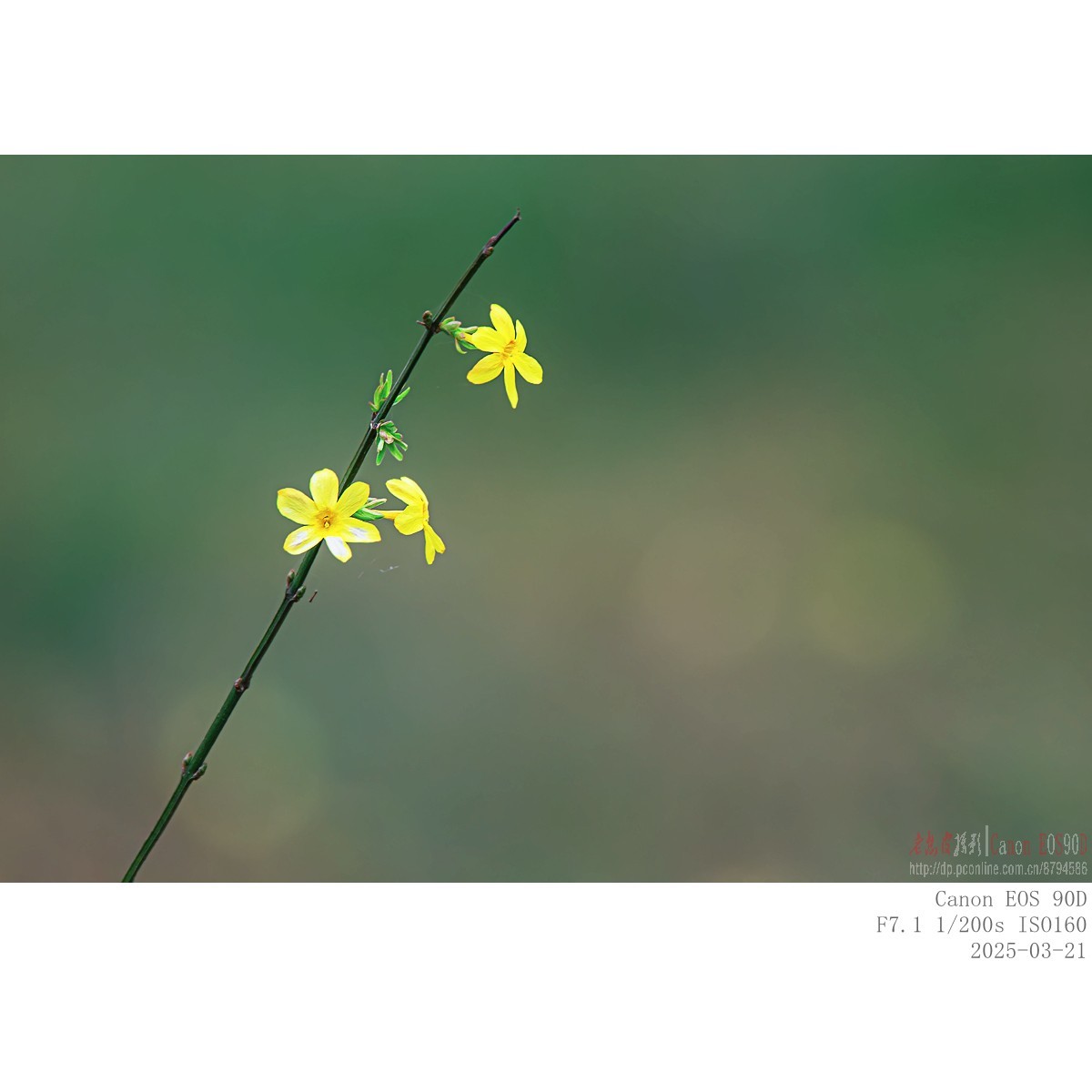 即将过季的迎春花