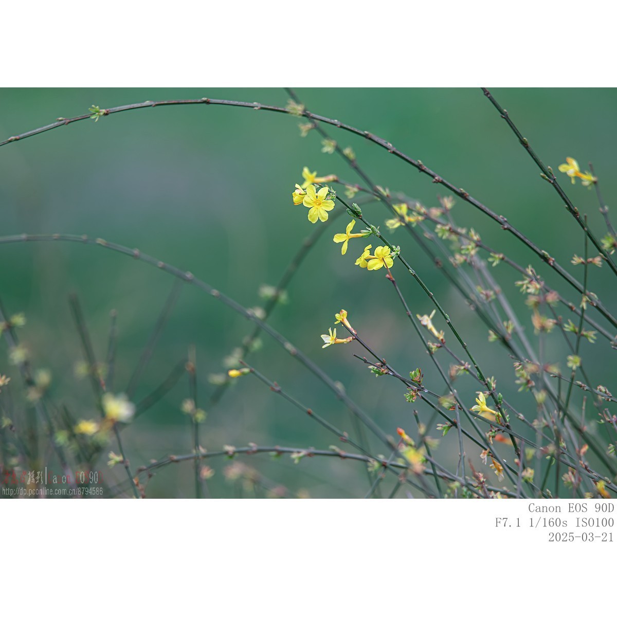 即将过季的迎春花