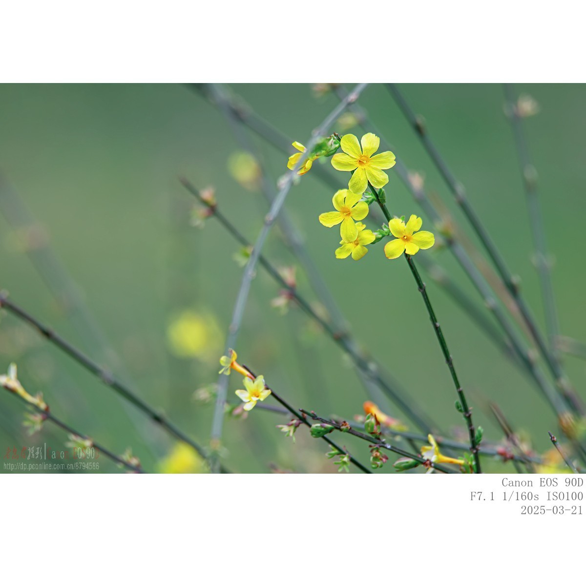 即将过季的迎春花