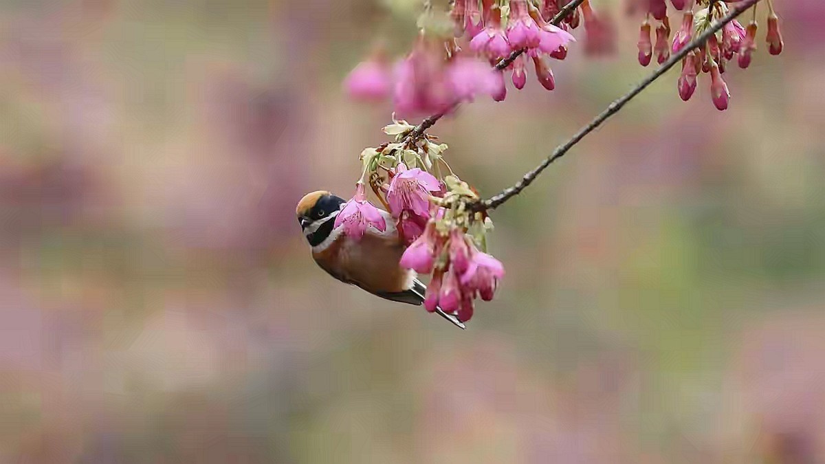 山雀戏海棠--连拍