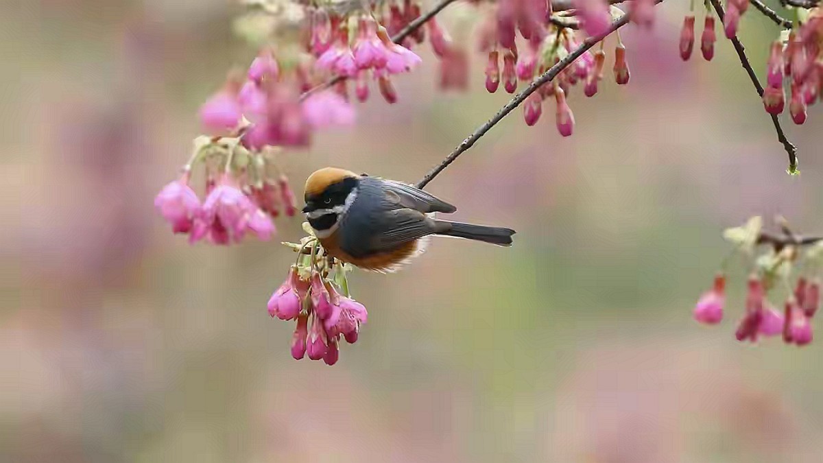 山雀戏海棠--连拍