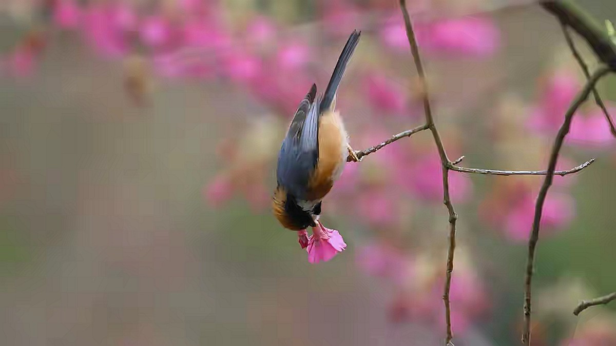 山雀戏海棠--连拍