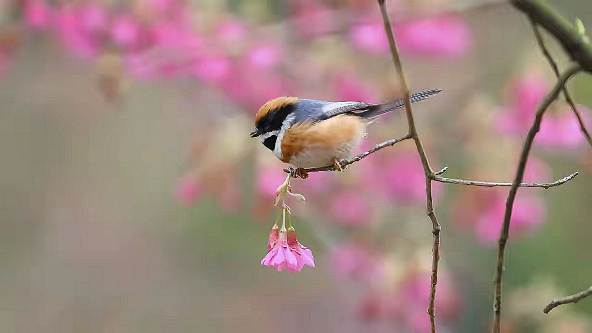 山雀戏海棠--连拍