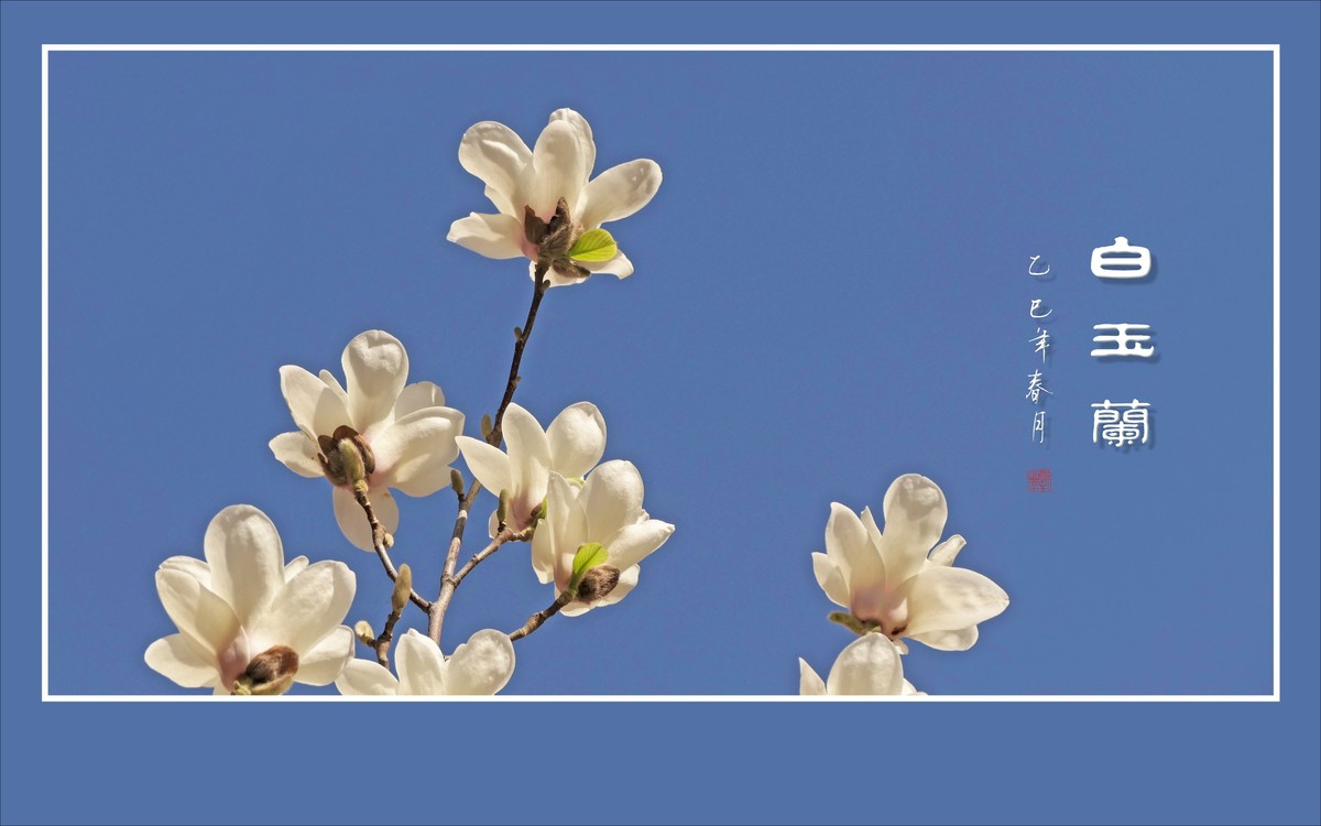 圣洁漂亮的白玉兰