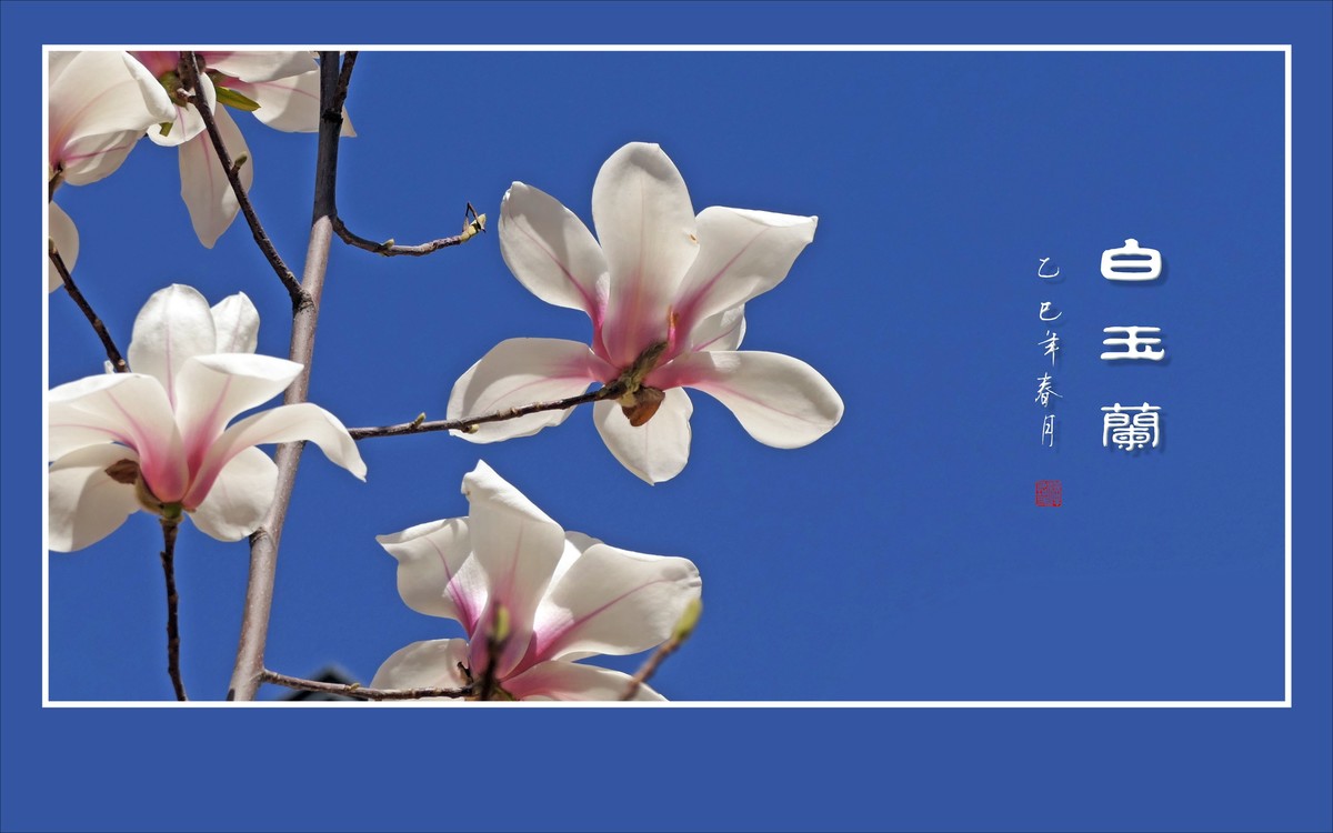 圣洁漂亮的白玉兰