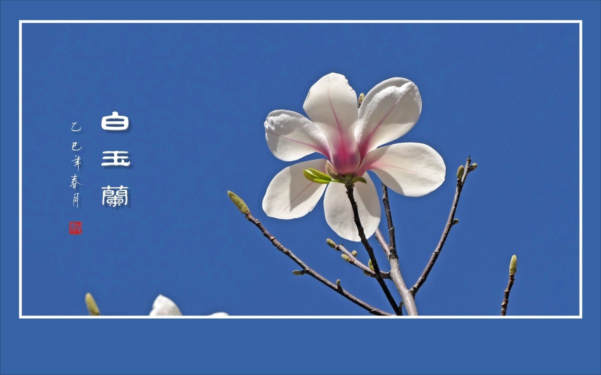 圣洁漂亮的白玉兰