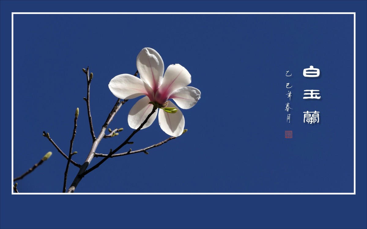 圣洁漂亮的白玉兰
