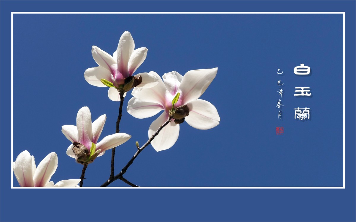 圣洁漂亮的白玉兰